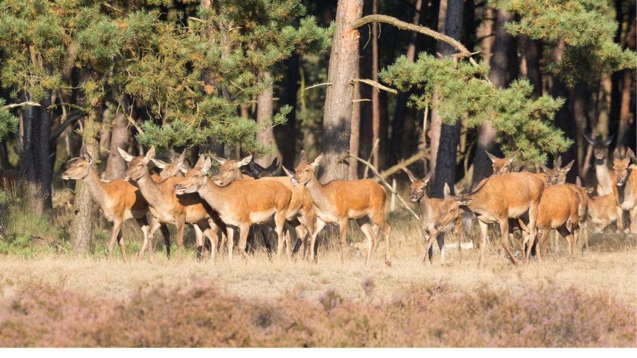 Stayatsas Tiny House Julia In De Bossen Op De Veluwe! Епе Екстер'єр фото